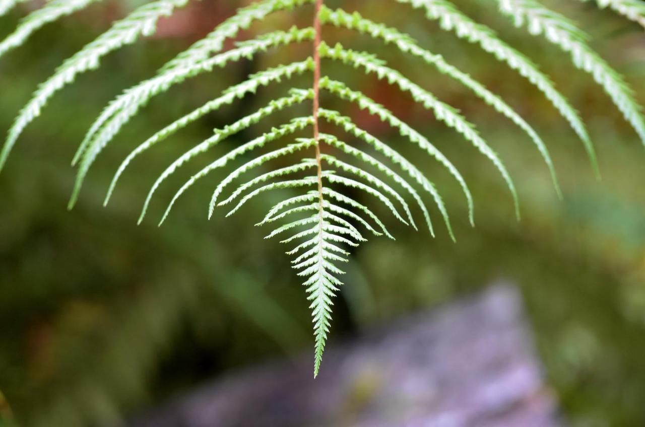 Rainforest Deluxe Franz Josef Zewnętrze zdjęcie