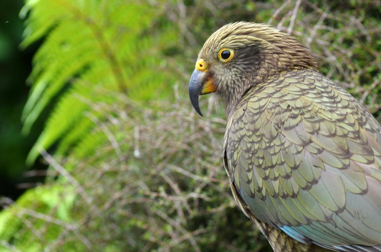 Rainforest Deluxe Franz Josef Zewnętrze zdjęcie