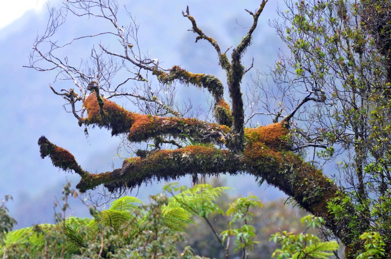 Rainforest Deluxe Franz Josef Zewnętrze zdjęcie